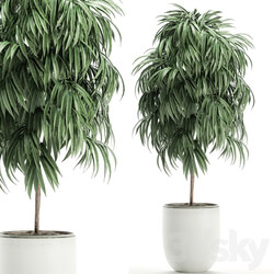 Plant Collection Ficus Alii 501. Decorative tree white pot flowerpot interior indoor Scandinavian style small tree 3D Models 