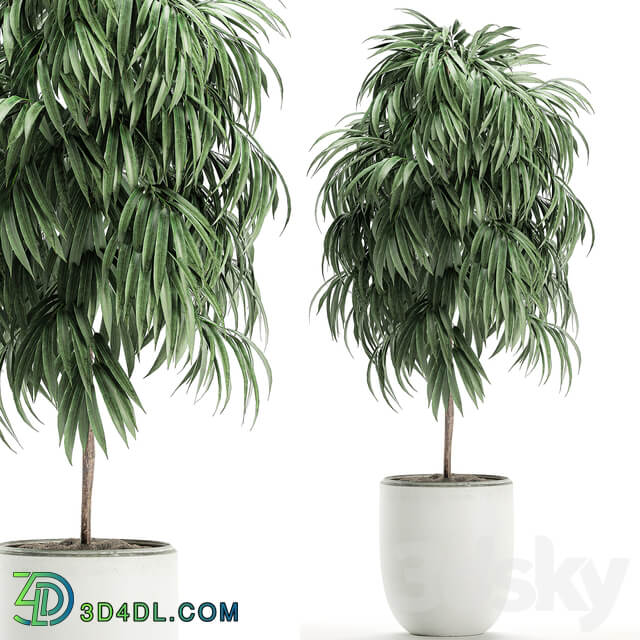Plant Collection Ficus Alii 501. Decorative tree white pot flowerpot interior indoor Scandinavian style small tree 3D Models