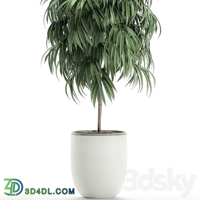 Plant Collection Ficus Alii 501. Decorative tree white pot flowerpot interior indoor Scandinavian style small tree 3D Models