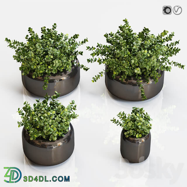 Boxwood plants in a black vase