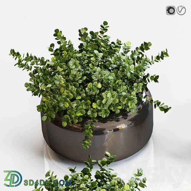 Boxwood plants in a black vase