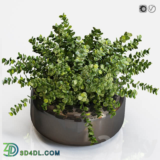 Boxwood plants in a black vase