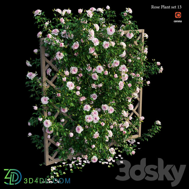 Outdoor Rose plant set 13