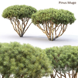 Pine Bush 3D Models 