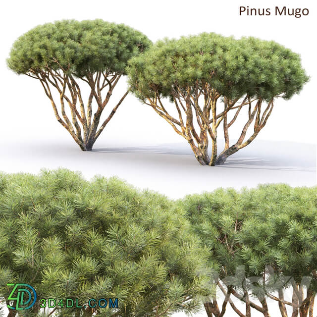 Pine Bush 3D Models