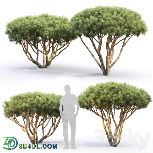 Pine Bush 3D Models