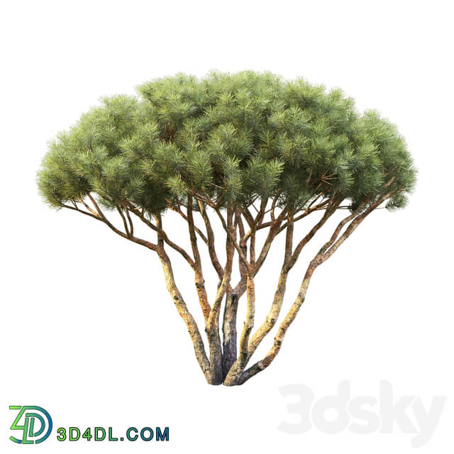 Pine Bush 3D Models