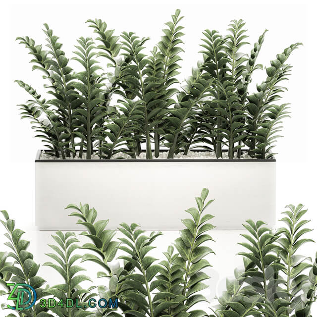 Zamioculcas plants 535. Thickets white flowerpot pot bushes indoor plants office flowers plants Scandinavian style 3D Models