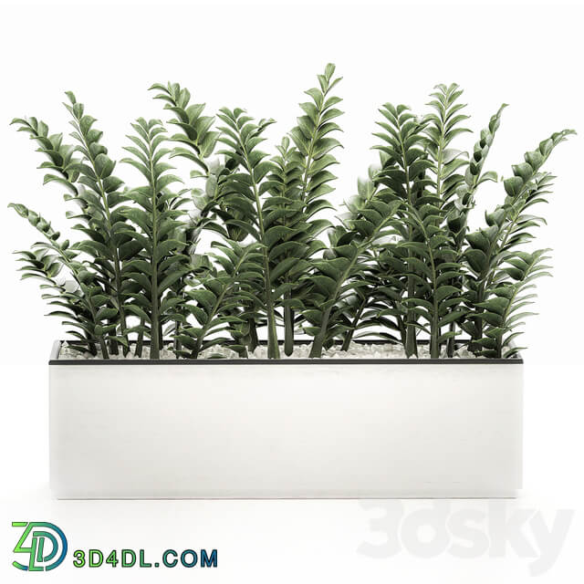 Zamioculcas plants 535. Thickets white flowerpot pot bushes indoor plants office flowers plants Scandinavian style 3D Models