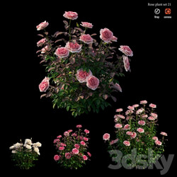 Rose plant set 21 