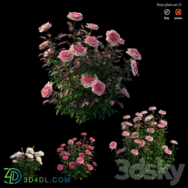 Rose plant set 21