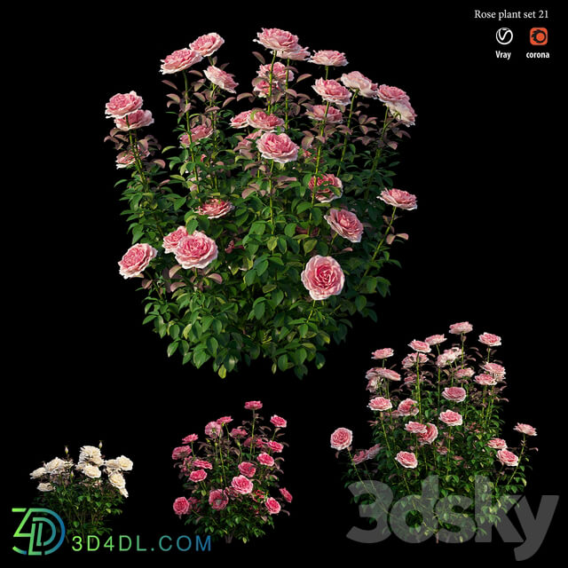 Rose plant set 21