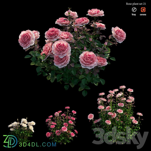 Rose plant set 21