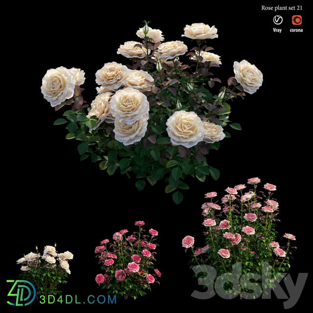 Rose plant set 21