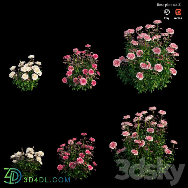 Rose plant set 21