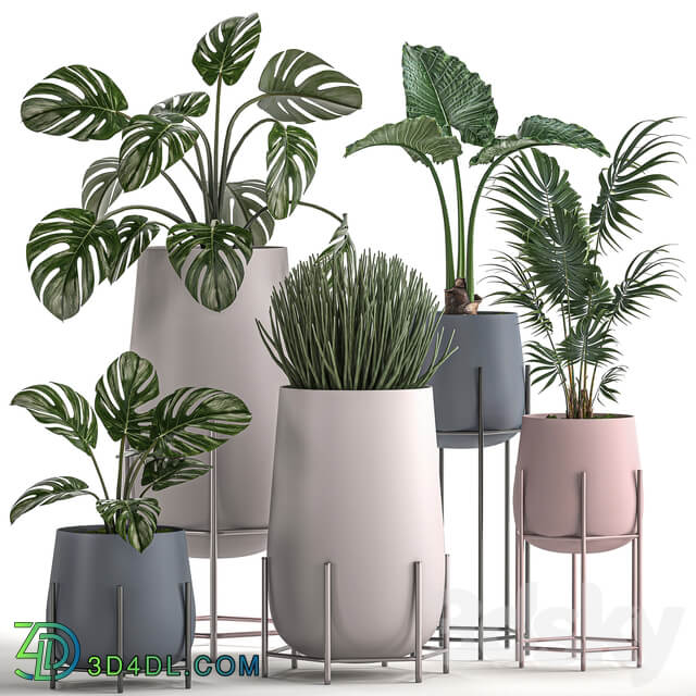 Plant Collection 547. 3D Models