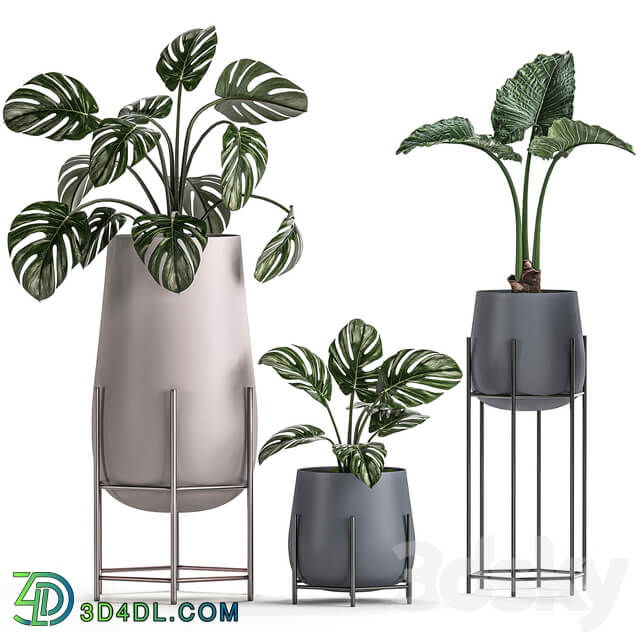 Plant Collection 547. 3D Models