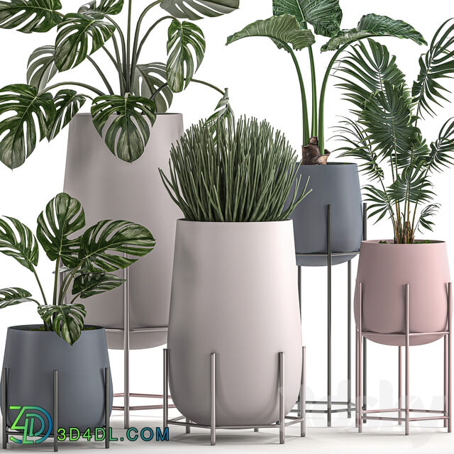 Plant Collection 547. 3D Models