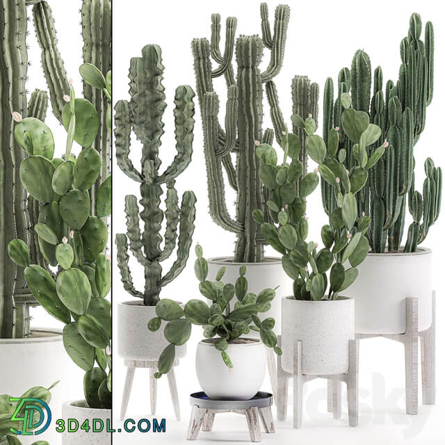 Plant Collection cactus 571. Prickly Pear Cereus Carnegia Euphorbia Potted Cacti Flowerpot Nordic Style Desert Plants Prickly pear 3D Models