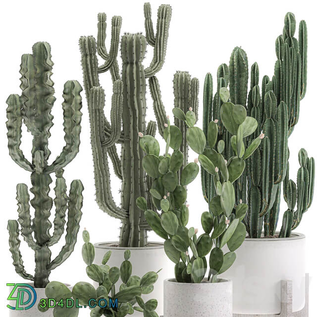 Plant Collection cactus 571. Prickly Pear Cereus Carnegia Euphorbia Potted Cacti Flowerpot Nordic Style Desert Plants Prickly pear 3D Models