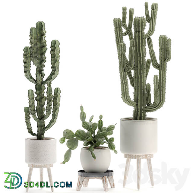 Plant Collection cactus 571. Prickly Pear Cereus Carnegia Euphorbia Potted Cacti Flowerpot Nordic Style Desert Plants Prickly pear 3D Models