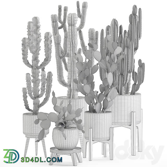 Plant Collection cactus 571. Prickly Pear Cereus Carnegia Euphorbia Potted Cacti Flowerpot Nordic Style Desert Plants Prickly pear 3D Models