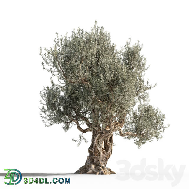 Olive tree 1