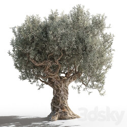 Olive tree 2 