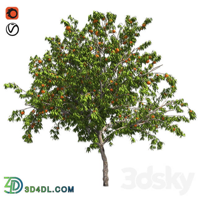 Peach tree with fruit