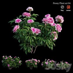 Peony plant set 04 