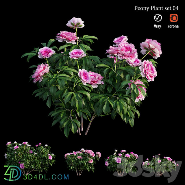 Peony plant set 04