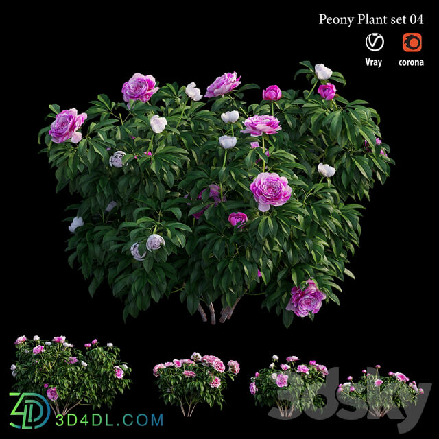 Peony plant set 04