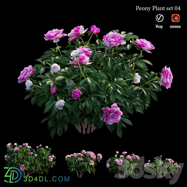 Peony plant set 04