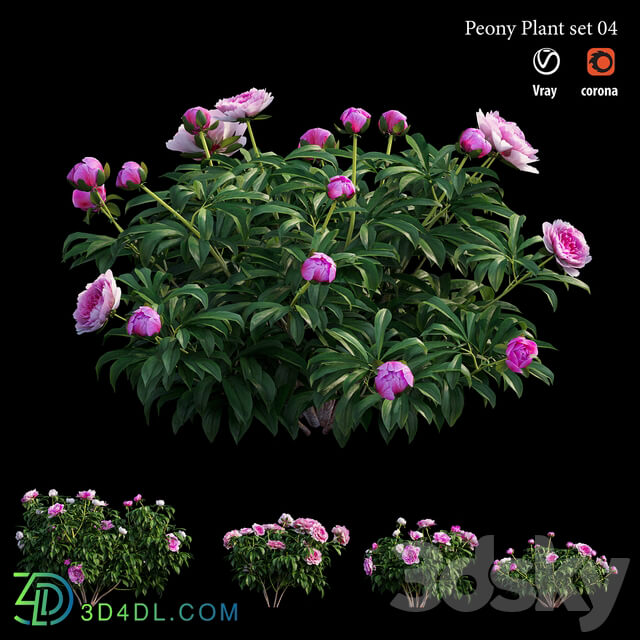 Peony plant set 04