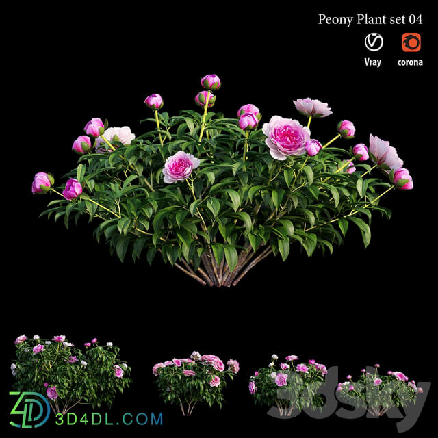 Peony plant set 04
