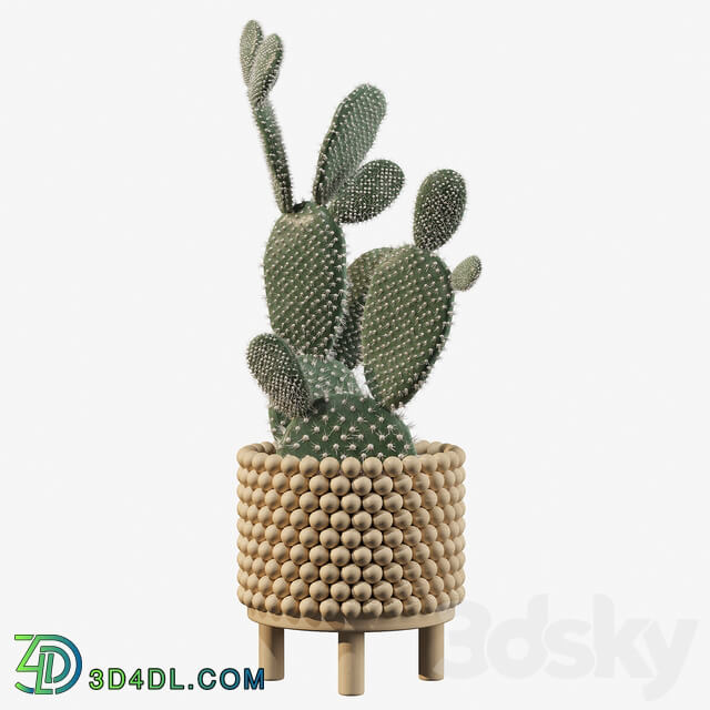 Plants collection 038 Opuntia microdasys 03