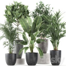 Collection of plants 610. Indoor plants banana palm ficus tree black pot set 3D Models 
