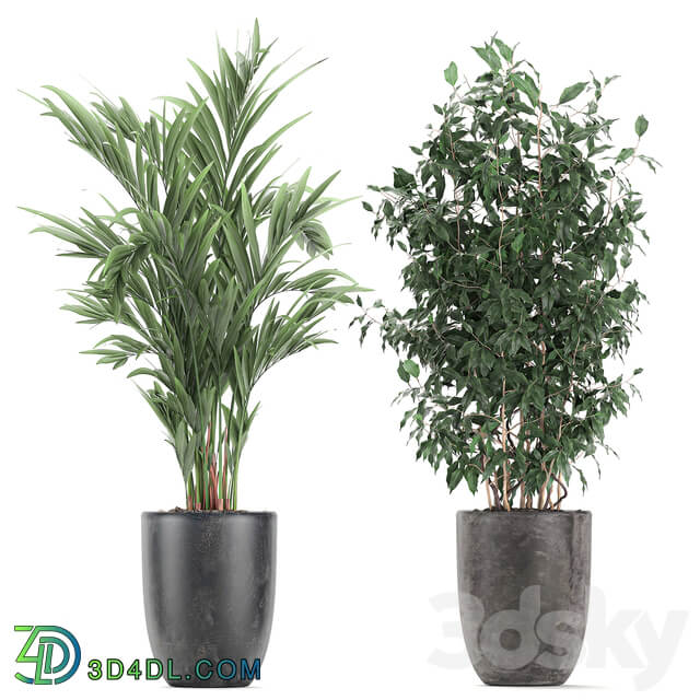 Collection of plants 610. Indoor plants banana palm ficus tree black pot set 3D Models