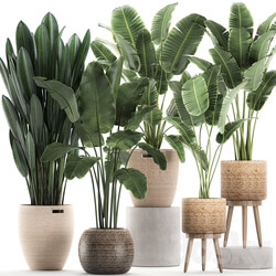 Plant Collection 615. Banana set basket rattan strelitzia ravenala indoor plants eco design natural decor 3D Models 