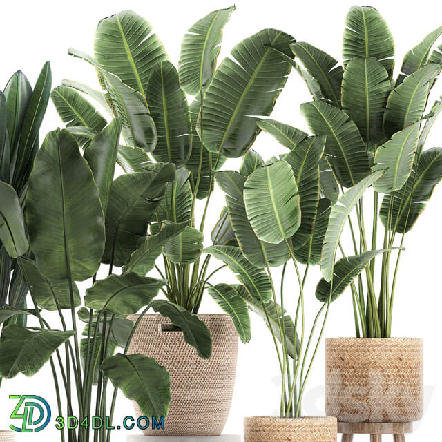 Plant Collection 615. Banana set basket rattan strelitzia ravenala indoor plants eco design natural decor 3D Models