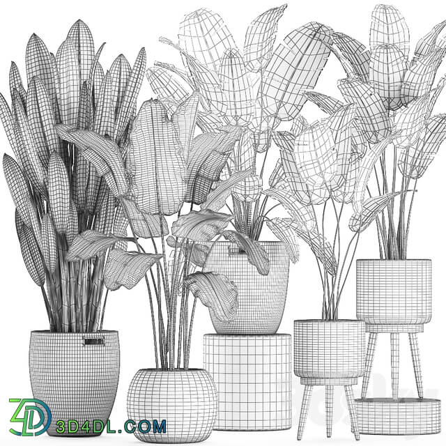 Plant Collection 615. Banana set basket rattan strelitzia ravenala indoor plants eco design natural decor 3D Models