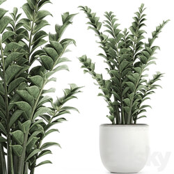 plant Zamioculcas 616. Indoor plant white flowerpot Scandinavian style pot indoor interior 3D Models 