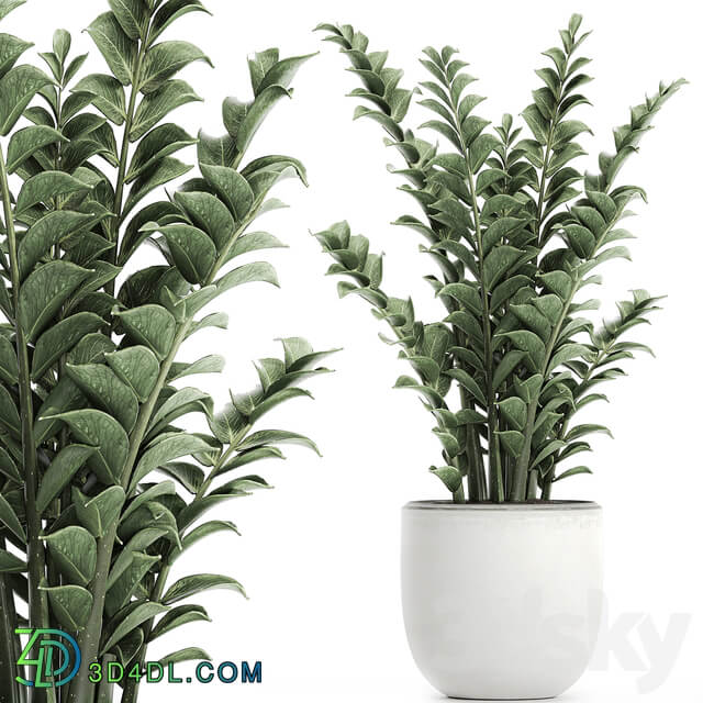 plant Zamioculcas 616. Indoor plant white flowerpot Scandinavian style pot indoor interior 3D Models