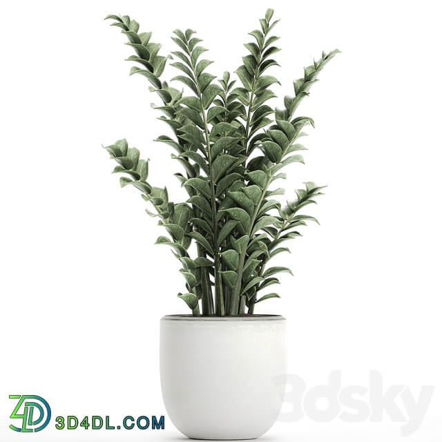 plant Zamioculcas 616. Indoor plant white flowerpot Scandinavian style pot indoor interior 3D Models