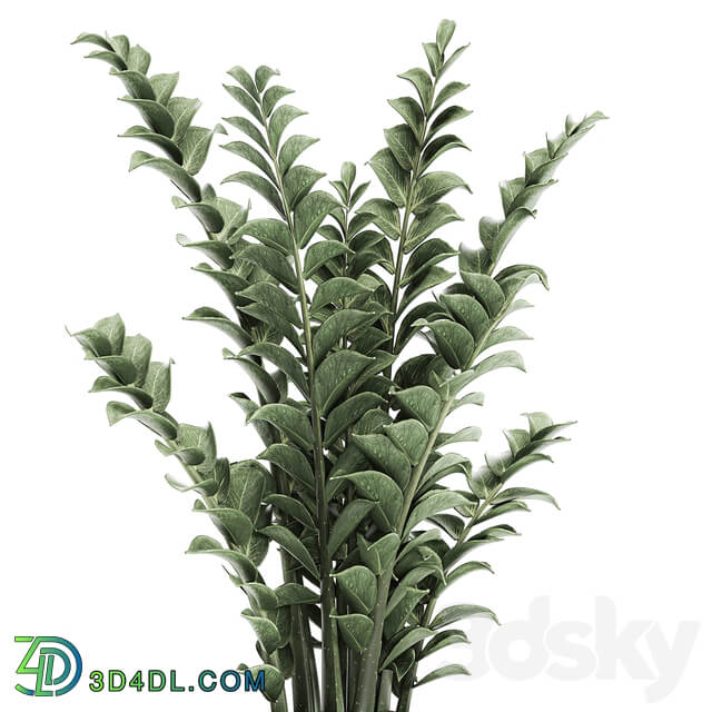 plant Zamioculcas 616. Indoor plant white flowerpot Scandinavian style pot indoor interior 3D Models