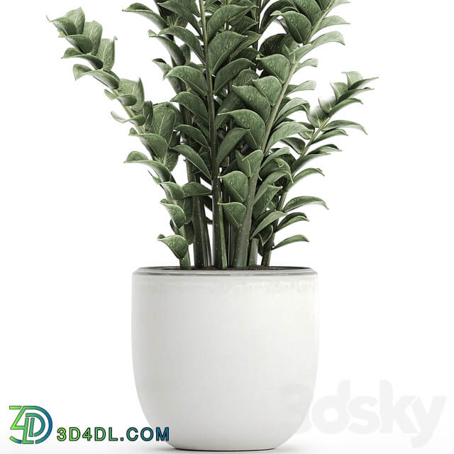 plant Zamioculcas 616. Indoor plant white flowerpot Scandinavian style pot indoor interior 3D Models