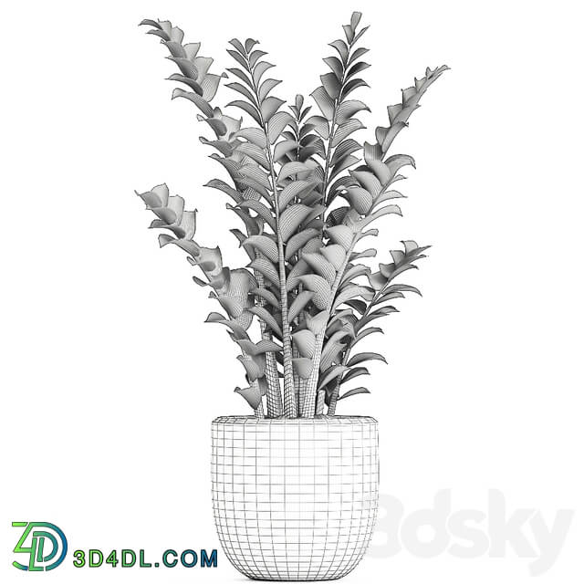 plant Zamioculcas 616. Indoor plant white flowerpot Scandinavian style pot indoor interior 3D Models