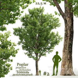 Poplar Populus deltoides 2 