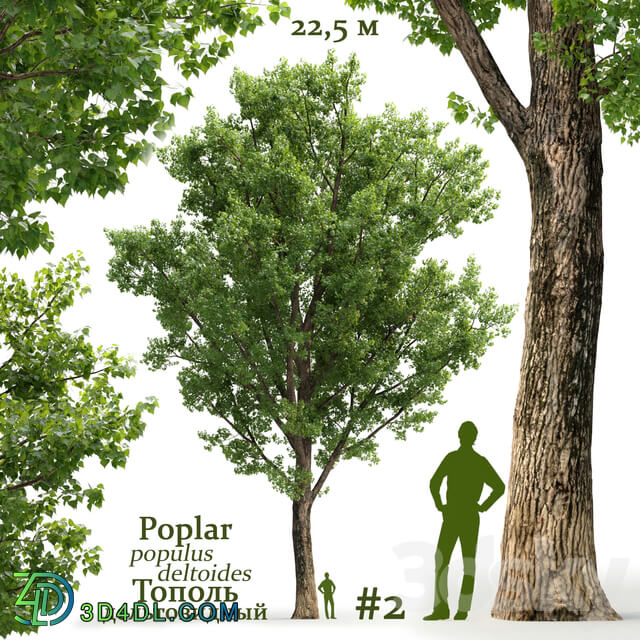 Poplar Populus deltoides 2