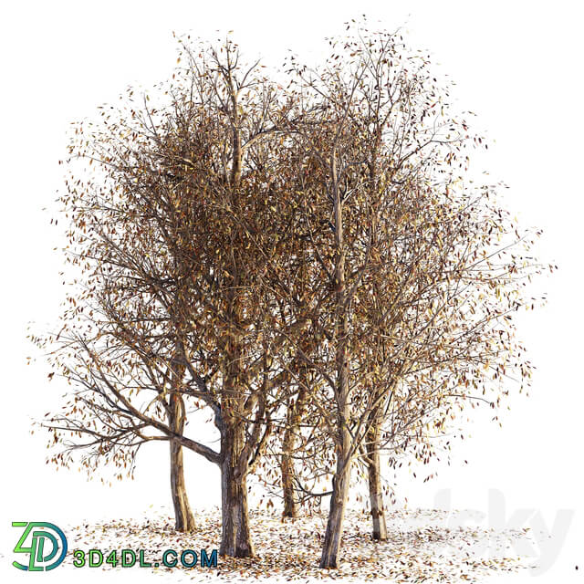 Collection of dry autumn trees 001